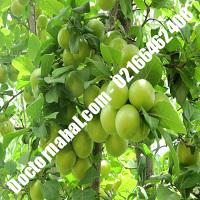 نهال گوجه سبز آذرشهر گلدانی 09197722218 مهندس مدنی